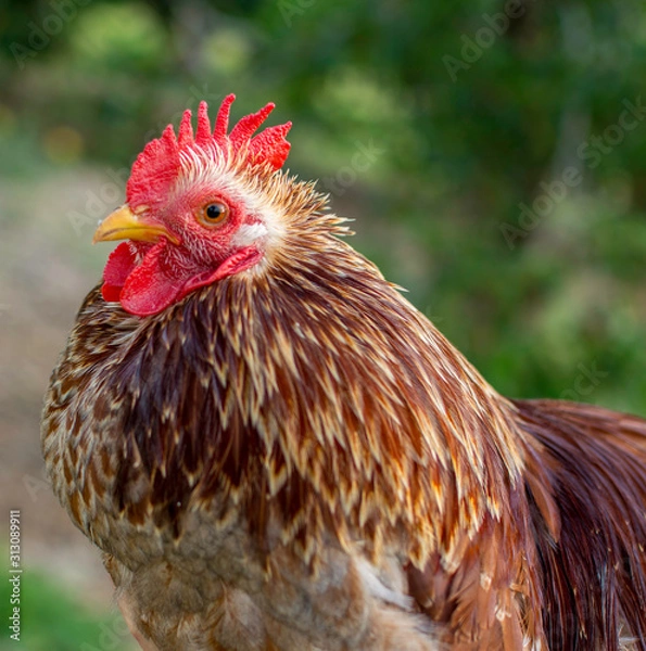 Obraz Brown mother hen 