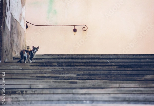 Obraz Curiosity killed the cat