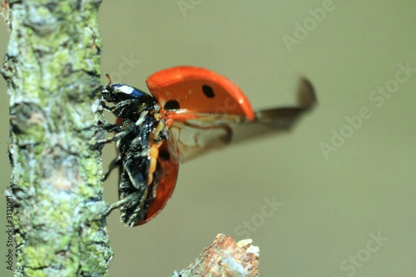 Fototapeta ladybird