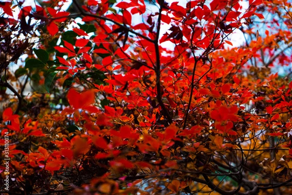 Fototapeta 紅葉