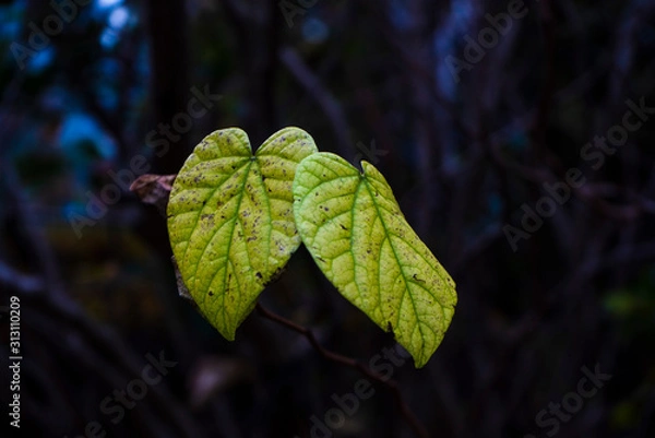 Fototapeta 葉っぱ