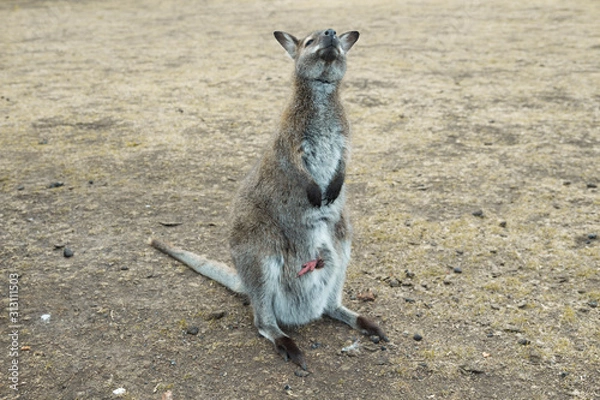 Obraz A kangaroo with its joey, in Tasmania.