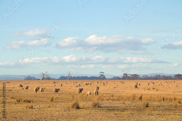 Fototapeta Sheep by the side of the road, in Tasmania.