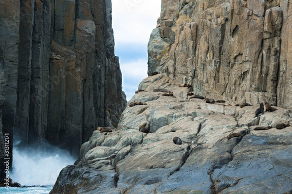 Obraz Seals by a cliff face, in Tasmania.