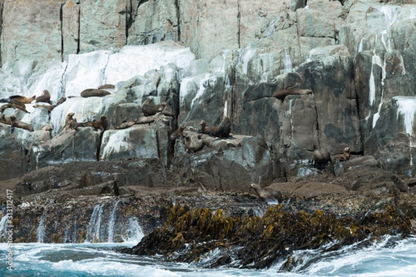 Fototapeta Seals by a cliff face, in Tasmania.