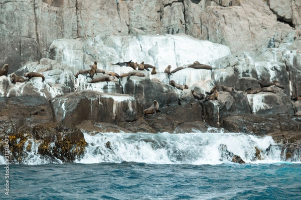Obraz Seals by a cliff face, in Tasmania.