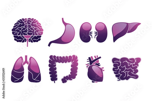 Obraz Human internal organs icon illustration