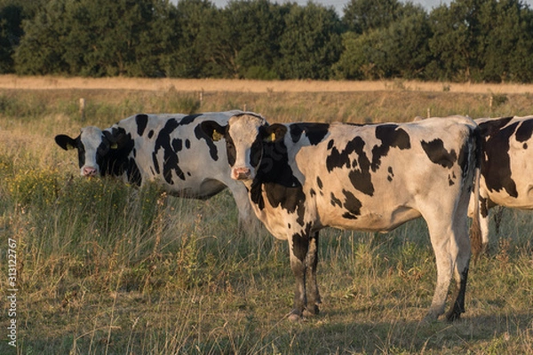Obraz cow