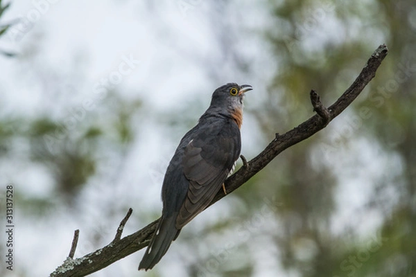 Obraz Rufous-chested cuckoo