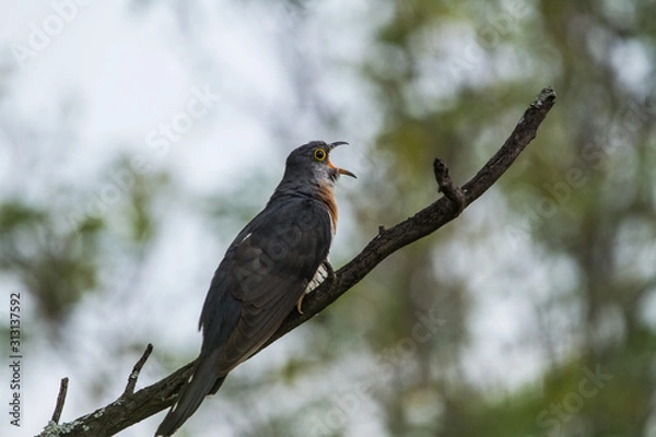 Obraz Rufous-chested cuckoo