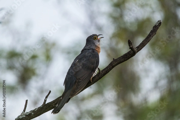 Obraz Rufous-chested cuckoo