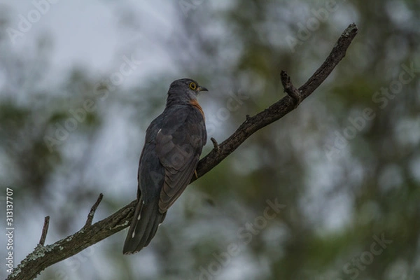 Obraz Rufous-chested cuckoo