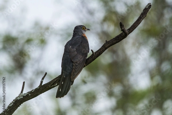 Obraz Rufous-chested cuckoo