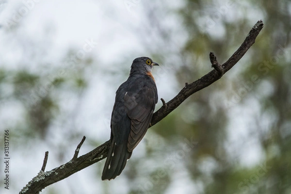 Obraz Rufous-chested cuckoo