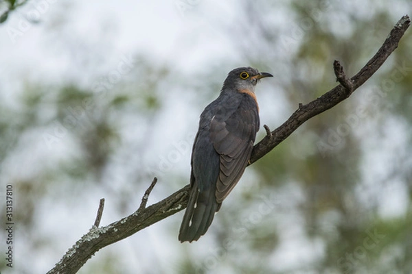 Obraz Rufous-chested cuckoo