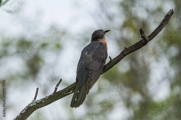Obraz Rufous-chested cuckoo