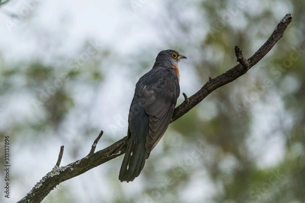 Obraz Rufous-chested cuckoo
