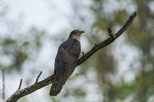 Obraz Rufous-chested cuckoo