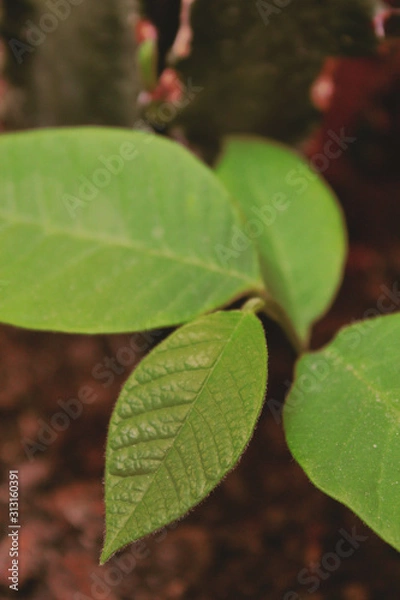 Obraz leaves on green background