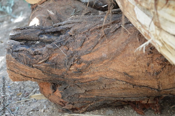 Fototapeta background tree pattern for graphic designers