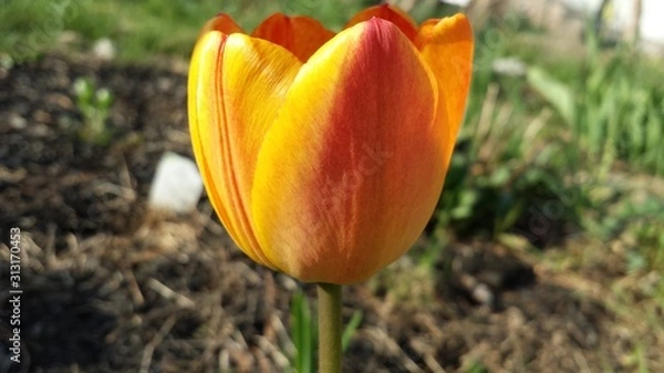 Obraz blooming tulip