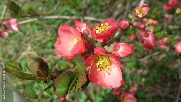 Obraz blooming bush