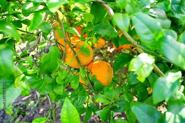 Obraz Orange hanging on a branch with green leaf as background