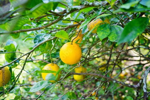 Fototapeta Orange hanging on a branch with green leaf as background