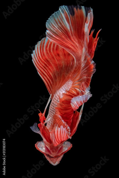 Fototapeta Beautiful colors"Halfmoon Betta" capture the moving moment beautiful of siam betta fish in THAILAND on black background