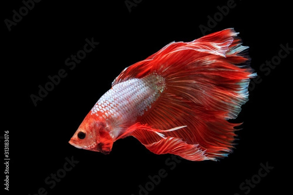 Fototapeta Beautiful colors"Halfmoon Betta" capture the moving moment beautiful of siam betta fish in THAILAND on black background