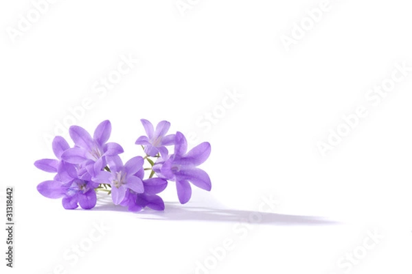 Obraz Purple flowers, isolated