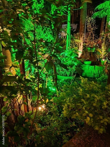 Obraz palm trees in garden