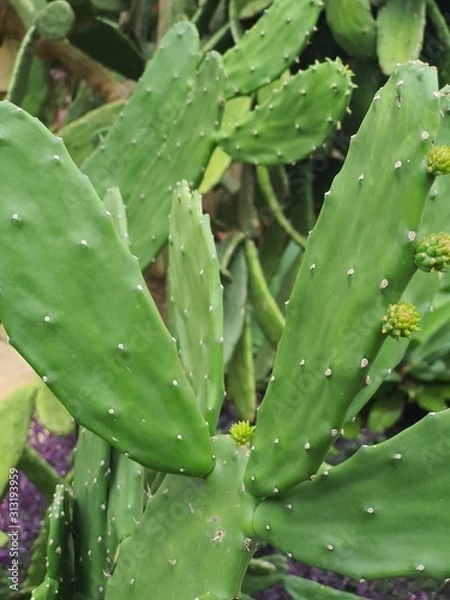 Obraz water drops on leaf