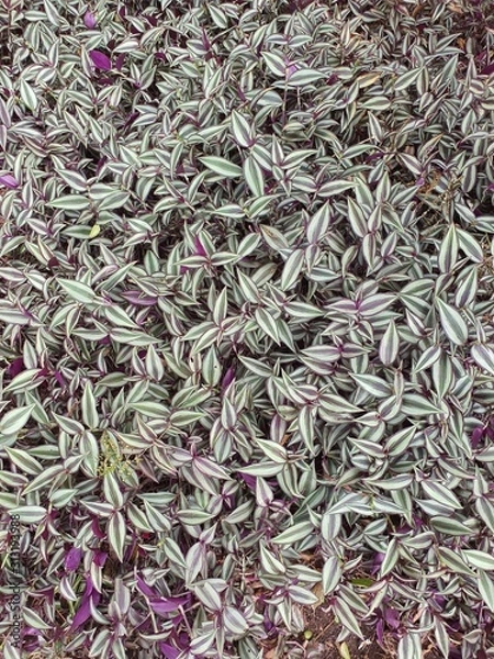 Obraz green tea leaves on white background