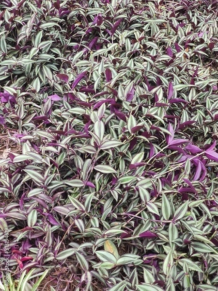 Obraz green tea leaves