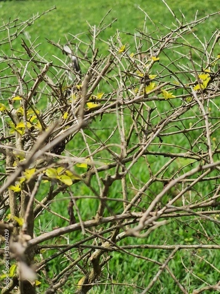 Obraz tree in the garden