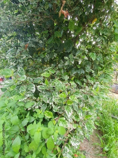 Obraz bush in the garden