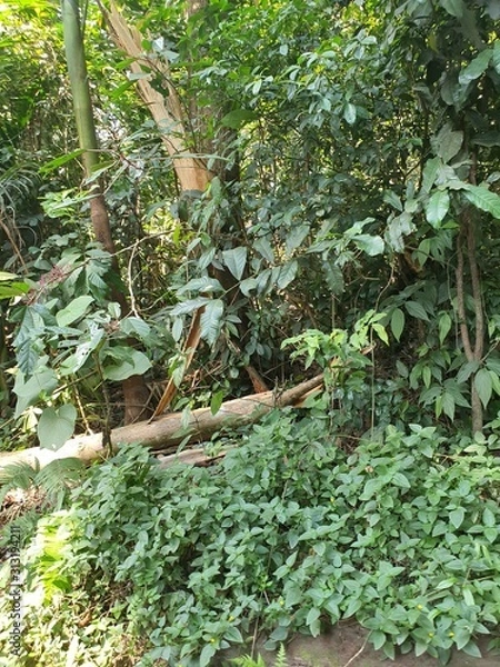 Obraz tree in the garden