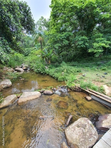 Obraz river in the forest