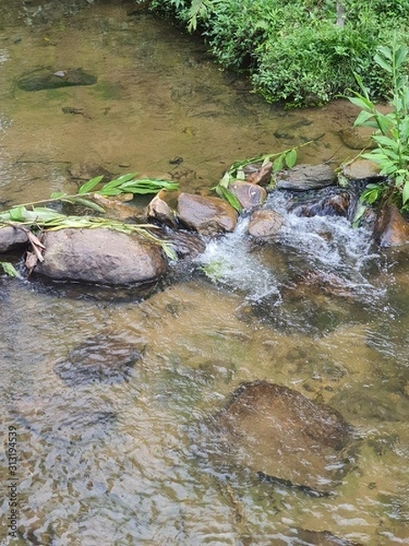Obraz stream in the forest