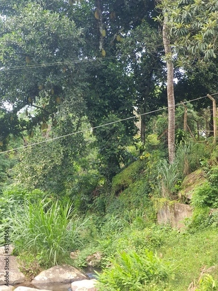 Obraz trees in the forest