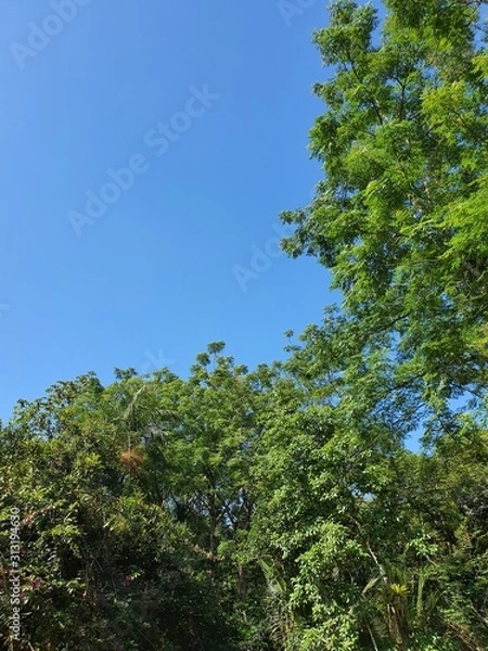Obraz trees and blue sky