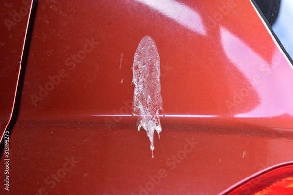 Obraz Bird droppings on the car. Red lacquered surface