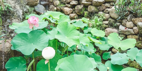 Fototapeta Semarang, Central Java, Indonesia - December 30, 2019: Beautiful nature of the lotus flower. Cimory On The Valley.