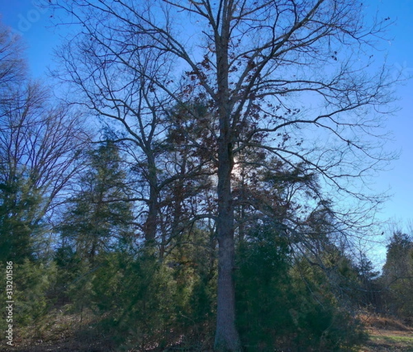 Obraz January afternoon