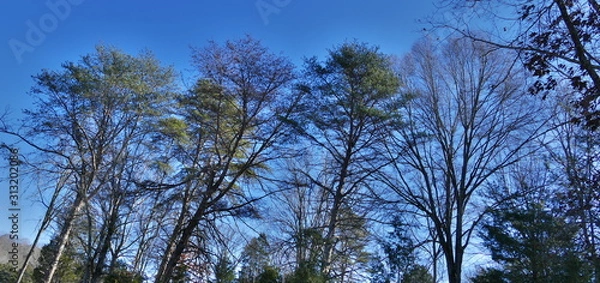 Fototapeta pine front