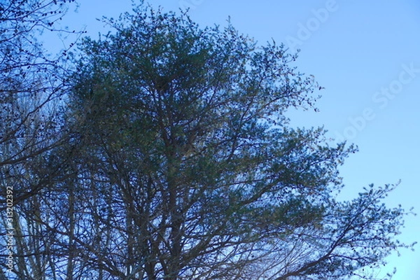 Fototapeta new year pine