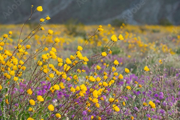 Obraz Desert Wildflowers blooming in the Anza Borrego Desert, the largest state park in California