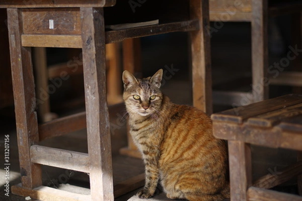 Fototapeta のんびり暮らす猫