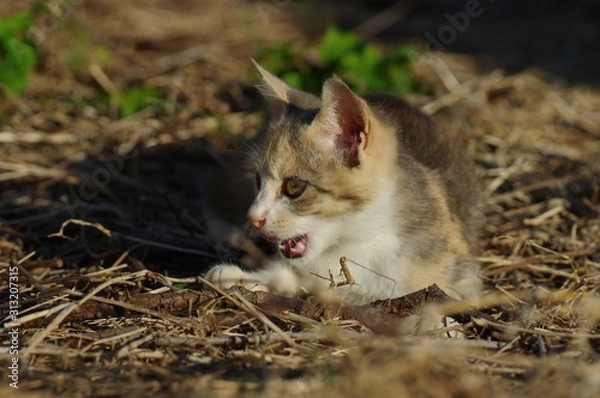 Fototapeta くつろぐ子猫